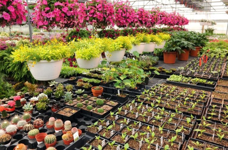 Best Plants Supplier in Chhindwara